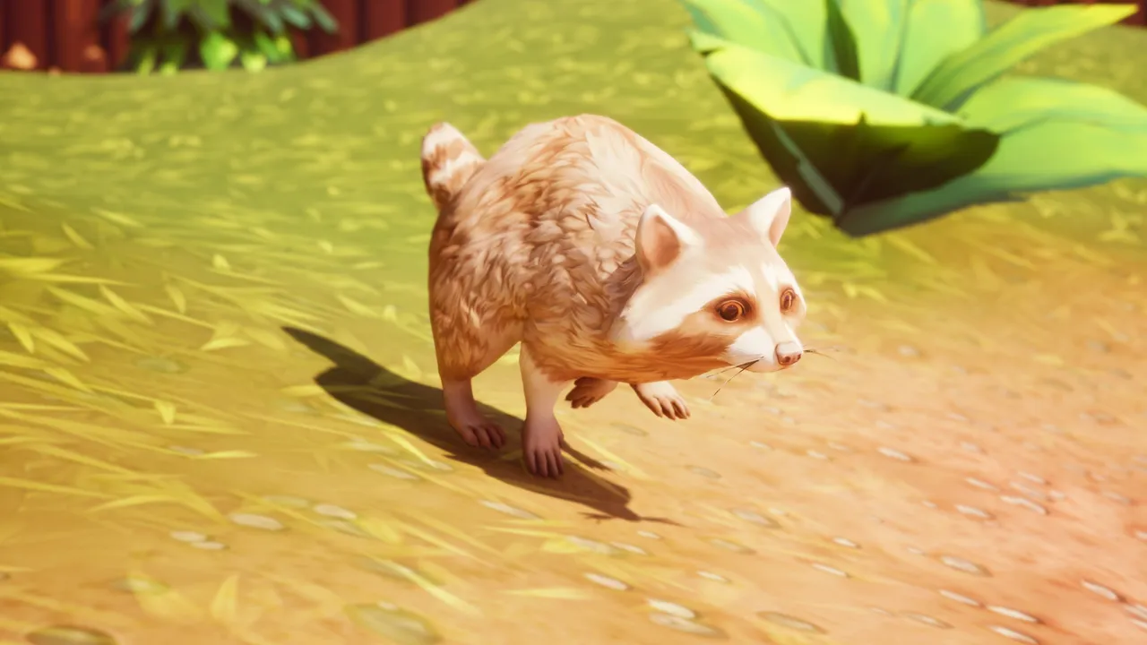 Blond raccoon crouched mid-stride on sunlit golden grass, casting a long shadow, with an agave-like plant behind