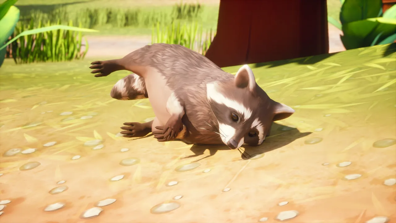 Raccoon sprawled on its side on sunlit dirt, head flat to the ground and hind legs extended — the death pose seen from the front
