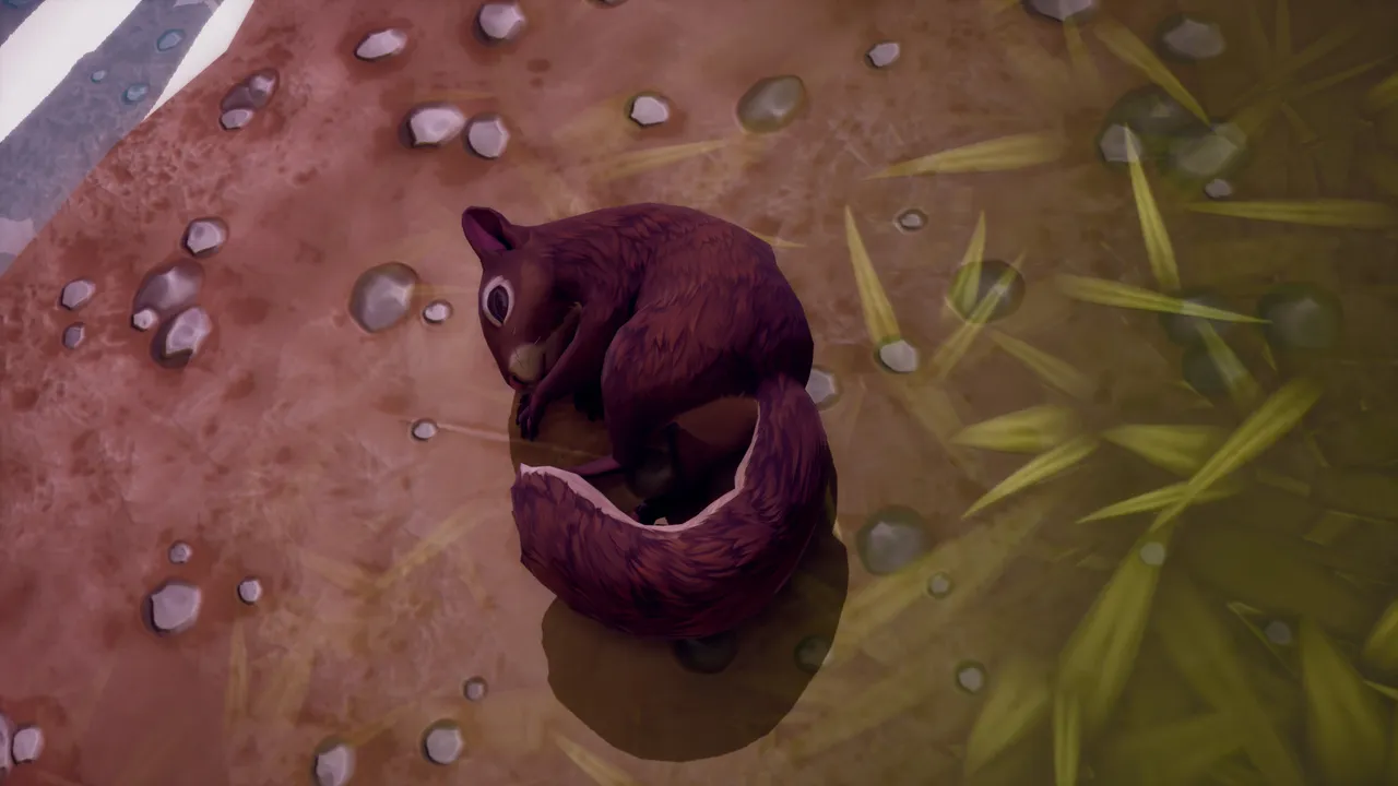 Dark brown squirrel curled up asleep with its tail wrapped around its body, on pebbly dirt beside grass, viewed from above