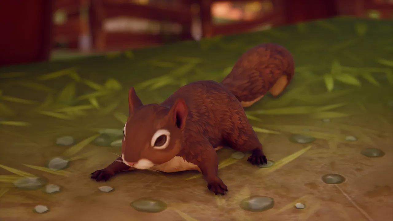 Dark reddish-brown squirrel with cream chest crouched low on a pebbled path, front three-quarter view in warm shade